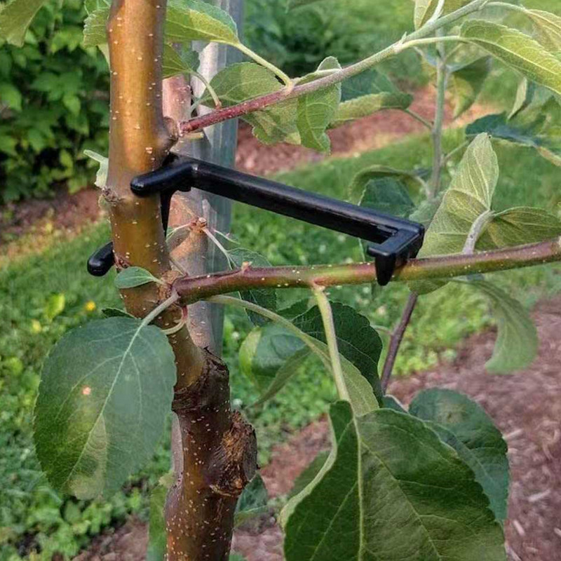 Fruit Tree Branch Puller Plant – Fruit Roll Up Bewertung und Preis